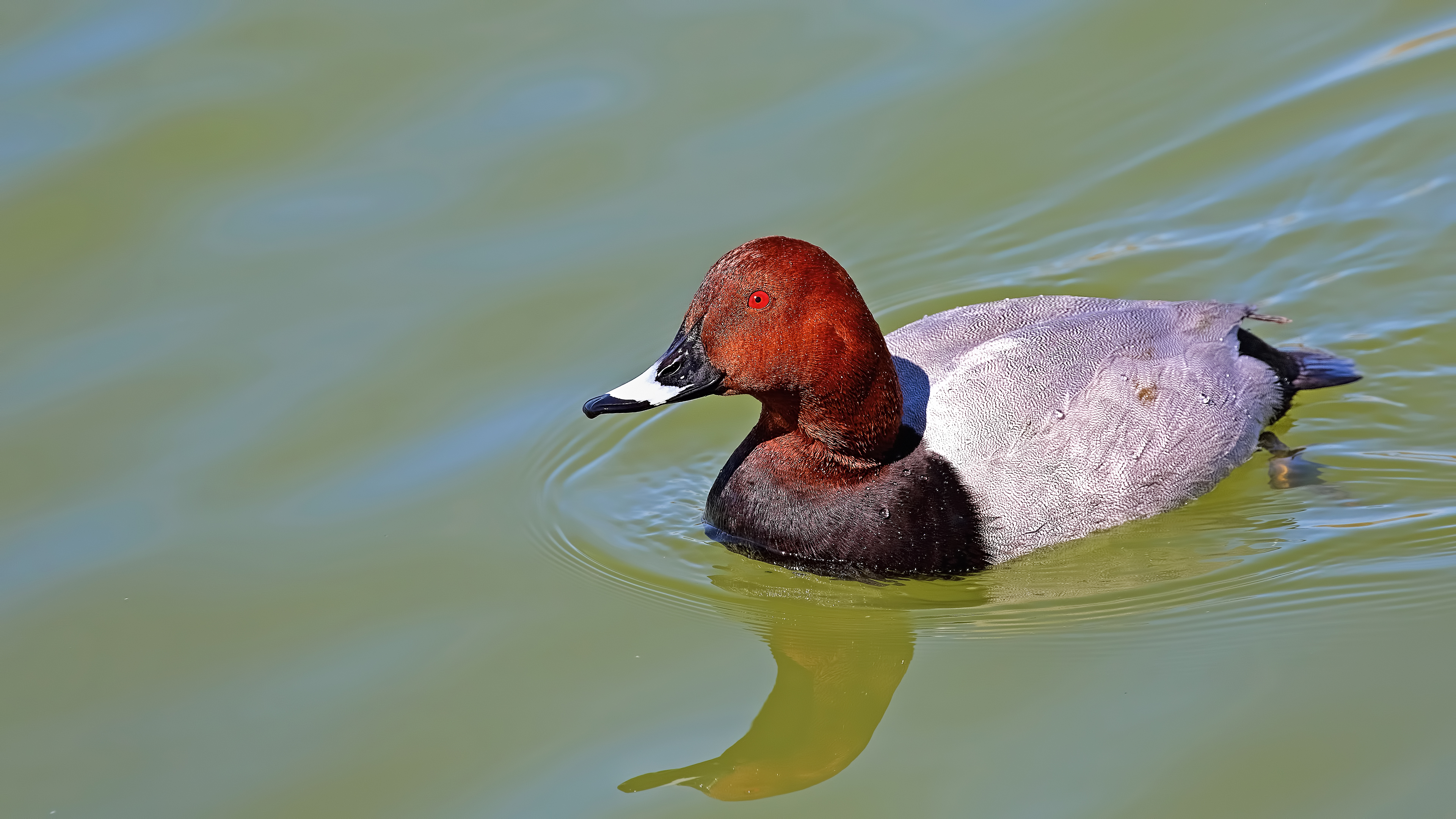 Common Pochard